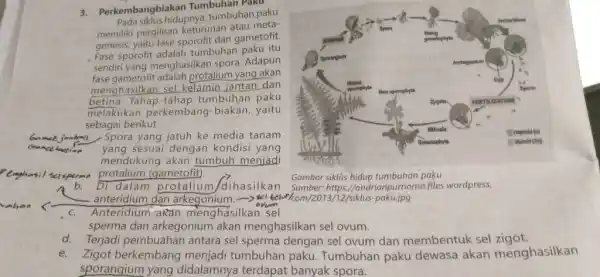 Perkembangbiakan Tumbuhan Pada siklus hidupnya, tumbuhan paku memiliki pergiliran keturunan atau metagenesis, yaitu fase sporofit dan gametofit. Fase sporofit adalah tumbuhan paku itu sendiri