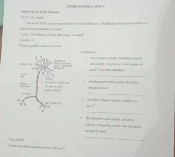 LEMBAR KERJA SISWA Sistem Saraf Pada Manusia I.KS I Sel Saraf Unil terkecil dan system saraf adalah sel saraf (Neuron) Berdasarkan fungs dan letaknya