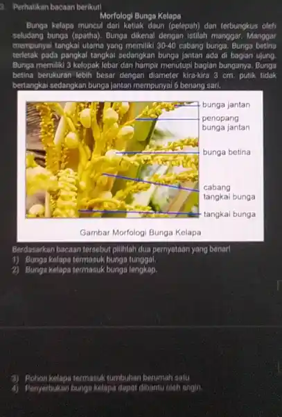 Perhatikan bacaan berikut! Morfologi Bunga Kolapa Bunga kelapa muncul dari ketiak daun (pelepah)) dan terbungkus olch seludang bunga (spatha), Bunga dikenal dengan istilah manggar,