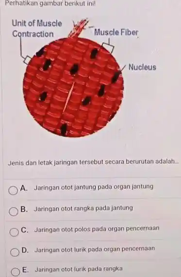 Perhatikan gambar berikut inil Jenis dan letak jaringan tersebut secara berurutan adalah... A. Jaringan otot jantung pada organ jantung B. Jaringan otot rangka pada