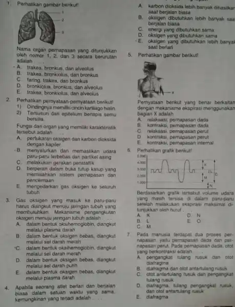 Perhatikan gambar berikut! Nama organ pernapasan yang ditunjukkan oleh nomor 1, 2, dan 3 secara berurutan adalah A. trakea, bronkus, dan alveolus B. trakea,