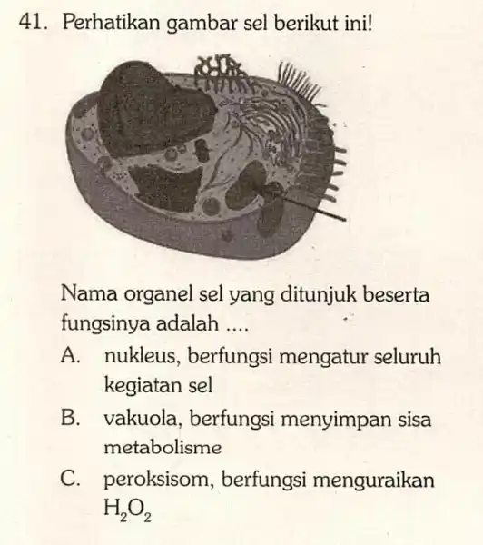 41. Perhatikan gambar sel berikut ini! Nama organel sel yang ditunjuk beserta fungsinya adalah __ A. nukleus , berfungsi mengatur seluruh kegiatan sel B.