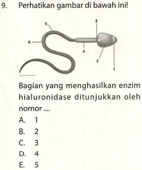 9. Perhatikan gambar di bawah ini! Bagian yang menghasilkan enzim hialuronidase ditunjukkan oleh nomor __ A. 1 B. 2 C. 3 D. 4 E.