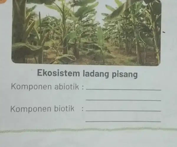 Ekosistem ladang pisang Komponen abiotik : Komponen biotik