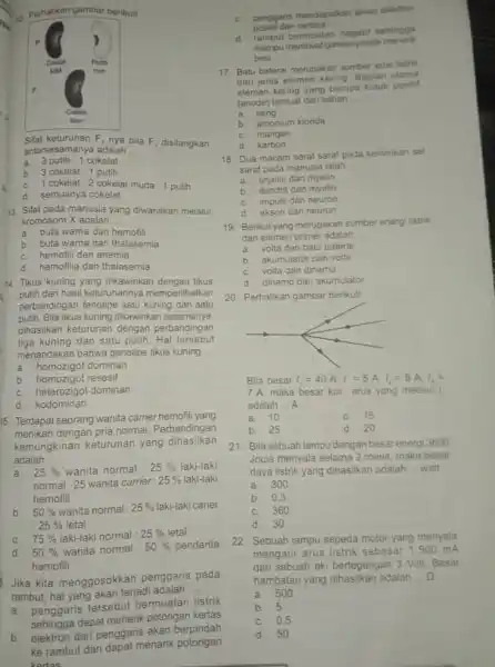 Perhatikan gambar berikut! Silat keturunan F_(2) nya bila F_(", disilangkan ") antarsesamanya adalah a. 3 putih : 1 cokelat b. 3 cokelat: 1 putih