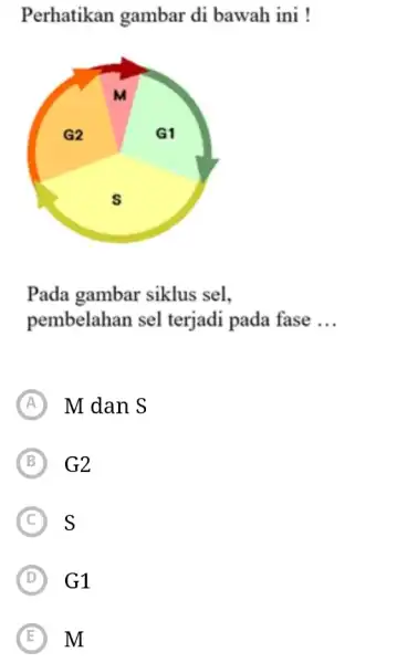 Perhatikan gambar di bawah ini ! Pada gambar siklus sel, pembelahan sel terjadi pada fase ... (A) Mdan S (B) G2 (C) S (D)