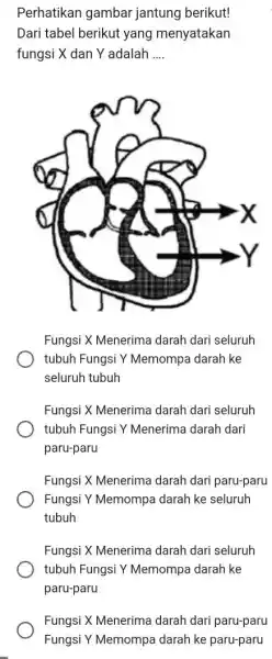 Perhatikan gambar jantung berikut! Dari tabel berikut yang menyatakan fungsi X dan Y adalah .... Fungsi X Menerima darah dari seluruh tubuh Fungsi Y