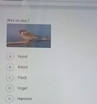 Was ist das? A) Hund B Katze C) Fisch D Vogel E Hamster