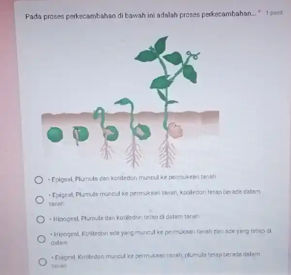 Pada proses perkecambahan di bawah ini adalah proses perkecambahan... * 1 point Epigeal, Plumula dan kotiledon muncul ke permukaan tanah Epigeal, Plumula muncul ke