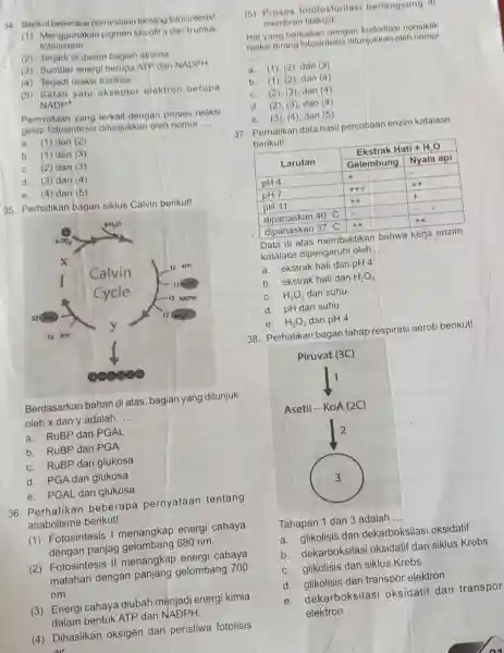 34 Berikut beberapa pernyataan tentang fotosintesis! (1)pigmen klorofil a dan b untuk fotosistem. (2) Terjadi di dalam bagian stroma. (3)Sumber energi berupa ATP dan