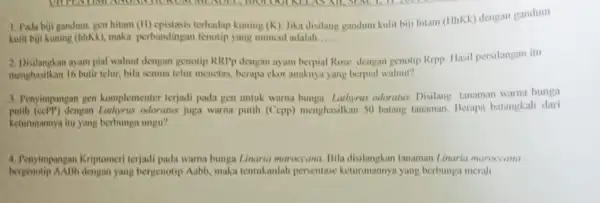 1. Pada bui gandum gen hitam (II) epistasis terhadap kuning (K) Jika disilang gandum kulit biji hitam (thkk) dengan gandum kulit bit kuning (hhKk)maka