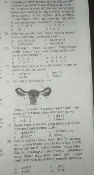 24 . Persilangan dihibrid kacang ercis (Pisum sati- vum) bunga aksial (bunga di ketiak daun) ber- warna merah (kedua sifat bersifat homozigot) disilangkan dengan