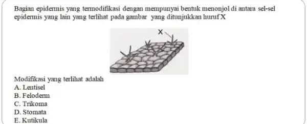 Bagian epidermis yang termodifikasi dengan mempunyai bentuk menonjol di antara sel-sel epidermis yang lain yang terlihat pada gambar yang ditunjukkan huruf X Modifikasi yang