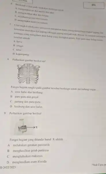 GARA b. Pembutuh-ylem pada tumbuhan berfungsi untuk __ A. mengangkut air dan nutrisi dari akar 11. mengokohkan skardar batang C. membantu proses fotosintesis D.