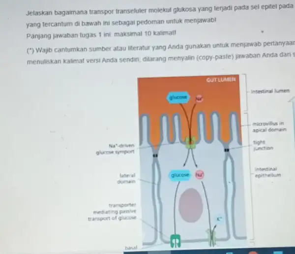 Jelaskan bagaimana transpor transeluler molekul glukosa yang terjadi pada sel epitel pada yang tercantum di bawah ini sebagai pedoman untuk menjawab! Panjang jawaban tugas