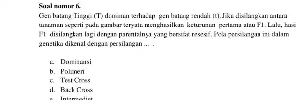 Soal nomor 6. Gen batang Tinggi (T) dominan terhadap gen batang rendah (t)Jika disilangkan antara tanaman seperti pada gambar teryata menghasilkan keturunan pertama atau