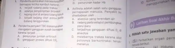 1. Penderita asma akan merasa kesulitan bernapas ketika kambuh karena __ A. terjadi radang pada trakea B. adanya penyempitar bronkus C. kejang otot di