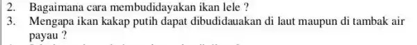 2. Bagaimana cara membudidayakan ikan lele? 3. Mengapa ikan kakap putih dapat dibudidauakan di laut maupun di tambak air payau ?