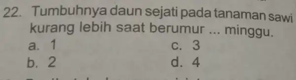 22.Tumbuhr ya daun sejati pada tanaman sawi kurang lebih saat berumur __ minggu. a. 1 c. 3 b. 2 d. 4