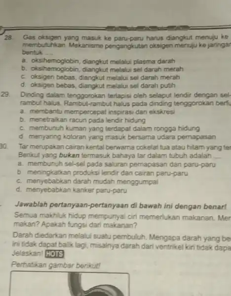 28. Gas oksigen yang masuk ke paru-paru harus diangkut menuju ke membutuhkan. Mekanisme pengangkutan oksigen menuju ke jaringar bentuk __ a. oksihemoglobin, diangkut melalui