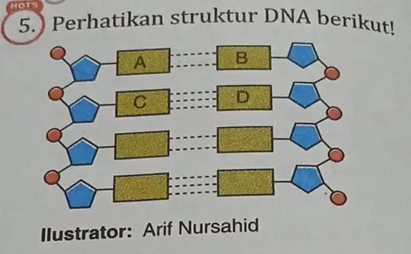 5 Perhatikan struktur DNA berikut! Q A B square to a square square square square Ilustrator: Arif N ursahid