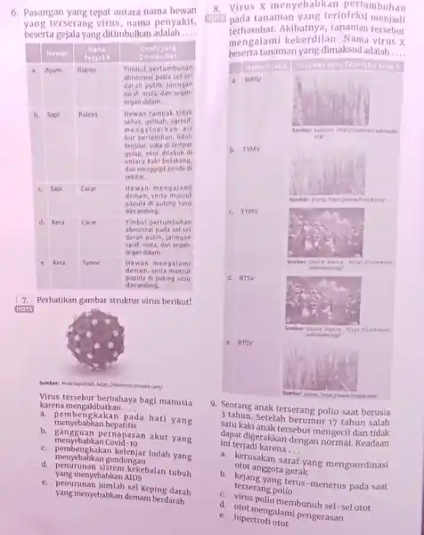 6. Pasangan yang tepat antara nama hewan yang terserang virus, nama penyakit, beserta gejala yang ditimbulkan adalah __ 7. Perhatikan gambar struktur virus berikut!