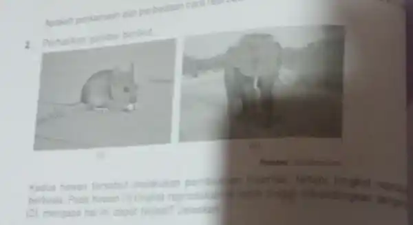 Apakah persamaan dan perbedaan 2. Perhatikan gambar berikut Kedua hewan tersebut melakukan pembuation internal tetapi at repros berbeda. Pada hewan (1) tingkat reproduce libandingkan