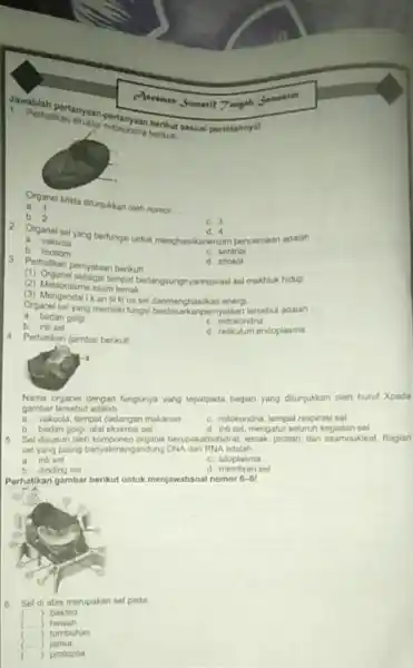 c) sesmen Sumatif Teogah Sementer Perhatikan kerjadi pertanyaan berikut! 1. Perhatikan angkan-pertanyaan berikut sesual perintahnya! Organel krista ditunjukkan oleh nomor __ a. 1 b.