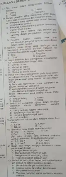 g an ini ut orfin ang ang pada sigen bi kiri AKELAS 8 SEMEST 33. Pita suara dalam tenggoroikan terdapat bagian. __ c Trakea