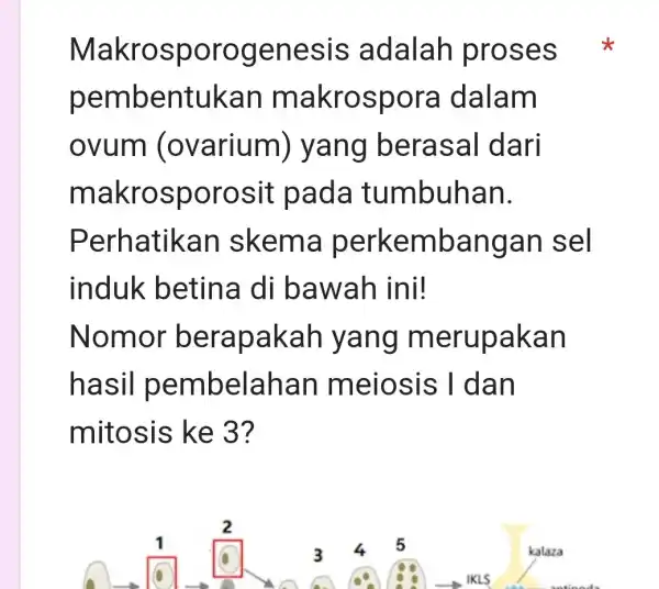 Makrosp orogenesis adalah proses pembentukan ma dalam ovum (ovarium)saI dari makrosporosit pada tumbuh an. Perhatikan erkemban gan sel induk di bawa h ini! Nomor