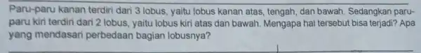 Paru-paru kanan terdiri dari 3 lobus yaitu lobus kanan atas, tengah, dan bawah. Sedangkan paru- paru kiri terdiri dari 2 lobus, yaitu lobus kiri