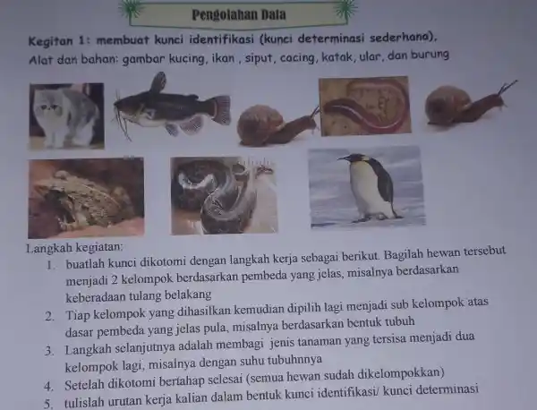 Pengolahan Data Kegitan 1:membuat kunci identifikasi (kunci determinasi sederhana). Alat dan bahan:gambar kucing , ikan, siput, cacing , katak, ular, dan burung Langkah kegiatan: