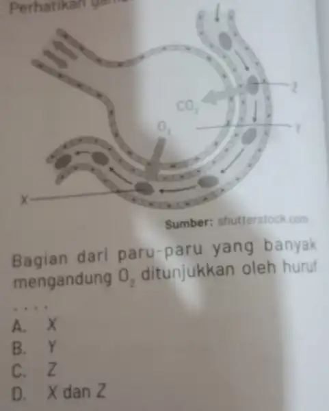 Perhatikan gam Bagian dari paru-paru yang banyak mengandung O_(2) ditunjukka n oleh huruf __ A. X B. Y C. Z