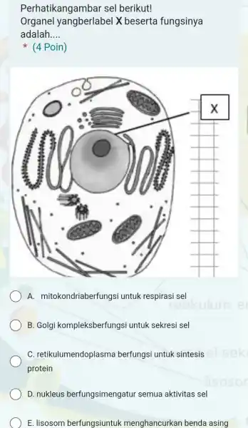 Perhatikangambar sel berikut! Organel yangberlabel X beserta fungsinya adalah __ (4 Poin) A mitokondriaberfungsi untuk respirasi sel B. Golgi kompleksberfung si untuk sekresi sel