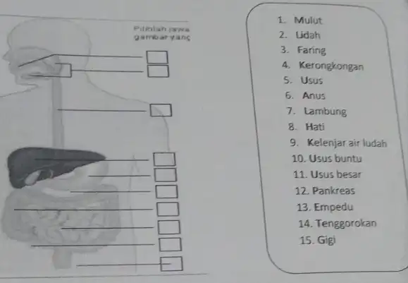 Pilihlah jawa gamb aryan is __ square generation 1. Mulut 2. Lidah 3. Faring 4. Kerongkongan 5. Usus 6. Anus 7. Lambung 8. Hati