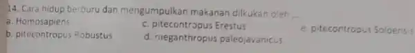 14. Cara hidup berburu dan mengumpulkan makanan dilkukan oleh __ a. Homosapiens c. pitecontropus Erestus b. pitecontropus Robustus d. meganthropus paleojavanicus e. pitecontropus Soloensis