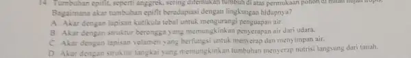 14. Tumbuhan epifit, seperti anggrek, sering ditemukan tumbuh di atas permukaan pohon di hutan hujan tropis. Bagaimana akar tumbuhan epifit beradaptasi dengan lingkungan hidupnya?