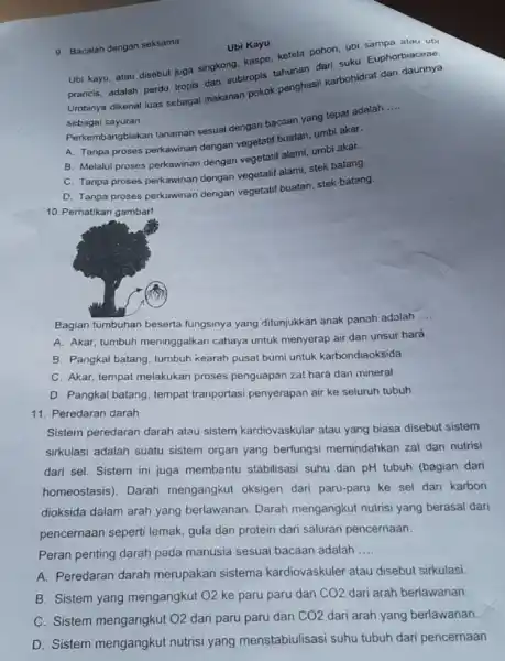 9. Bacalah dengan seksama Ubi Kayu Ubi kayu, atau disebut juga singkong, kaspe, ketera pohon, ubi sampa naceae. prancis, adalah perdu tropis sing subtropis