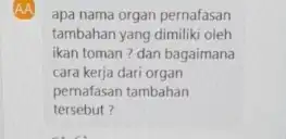 apa nama organ pernafasan tambahan yang dimiliki oleh ikan toman? dan bagaimana cara kerja dari organ pernafasan tambahan tersebut?