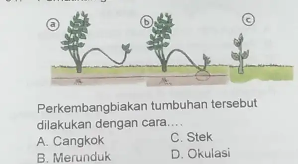 (a) Perkembangbiakan tumbuhan tersebut dilakukan cara __ A. Cangkok C. Stek B . Merunduk D. Okulasi