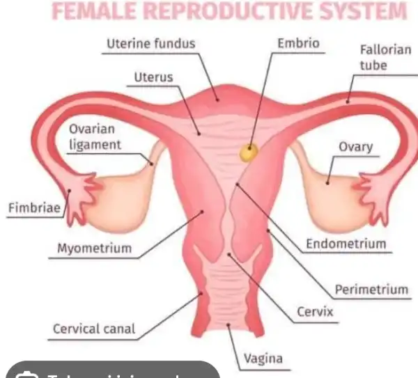 FEMALE REPRODUCTIVE SYSTEM