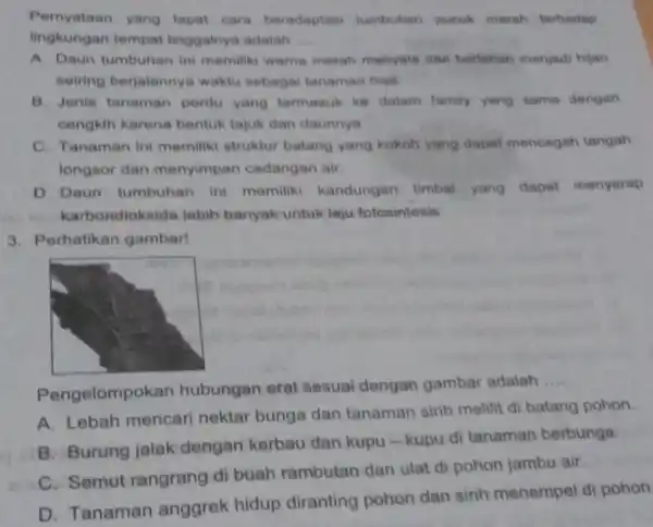 Pernyataan yang tepat cara beradaptas tumbuhan pocuk merah terhadap lingkungan tempat tinggalnya adalah __ A. Daun tumbuhan ini memiliki warna merah menyala dan berlahan