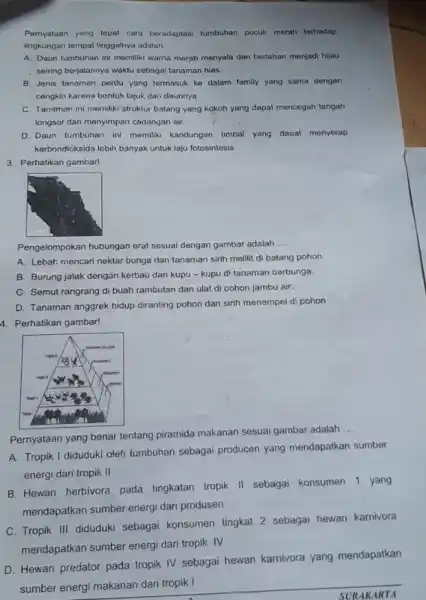 Pernyataan yang tepat cara beradaptasi tumbuhan pucuk merah terhadap lingkungan tempat tinggalnya adalah .... A. Daun tumbuhan ini memiliki warna merah menyala dan berlahan