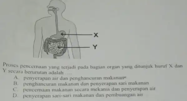 Proses pencernaan yang terjadi pada bagian organ yang ditunjuk huruf X dan Y secara berurutan adalah __ A. penyerapan air dan penghancuran makananx B.