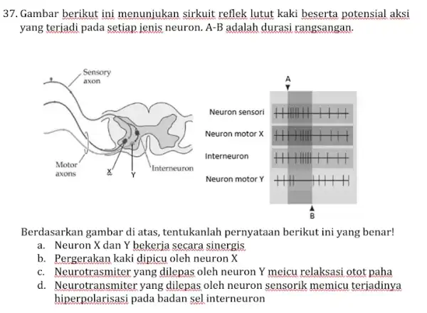 37. Gambar berikut ini menunjukan sirkuit reflek lutut kaki beserta potensial aksi yang teriadi pada setiap ienis neuron. A-B adalah durasi rangsangan. Berdasarkan gambar