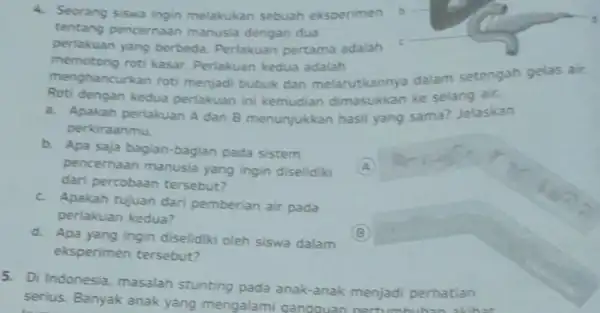 4. Seorang siswa ingin melakukan sebuah eksperimen b tentang pencernaan manusia dengan dua perlakuan yang berbeda. Perlakuan pertama adalah c memotong roti kasar. Perlakuan