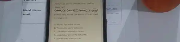 Ginjal (Sistem Perhatikan stema pembentukan urine di bawah inil (ritrat) 13 (Urine) Proses yang terjadi pada nomor 2 dan filtrat X merupakan __ A