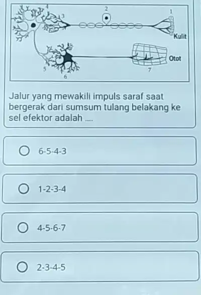 Jalur yang mewakili impuls saraf saat bergerak dari sumsum tulang belakang ke sel efektor adalah __ 6-5-4-3 1-2-3-4 4-5-6-7 2-3-4-5