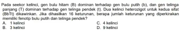 Pada seekor kelinci, gen bulu hitam (B)dominan terhadap gen bulu putih (b), dan gen telinga panjang (T) dominan terhadap gen telinga pendek (t). Dua