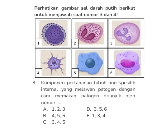 Perhatikan gambar sel darah putih berikut untuk menjawab soal nomor 3 dan 4! 3. Komponen pertahanan tubuh non spesifik internal yang melawan patogen dengan